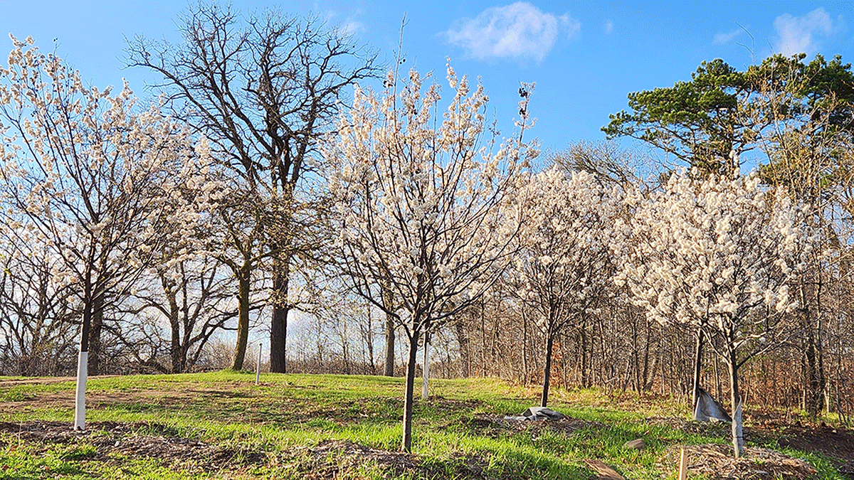 Verret–Plum-Grove2 verret plum grove memorial tree
