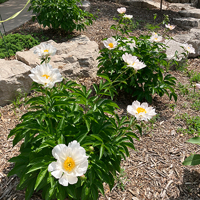gardens of liu ming yuan
