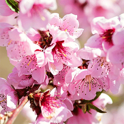 peach-tree peach tree