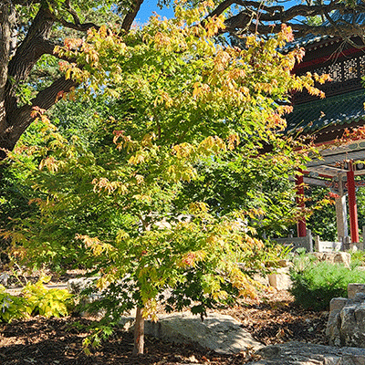 10-maple-mealey gardens of liu ming yuan