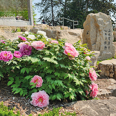 4-pink-peony peony china garden