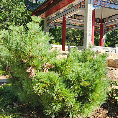 9-pavillion pavilion gardens of liu ming yuan