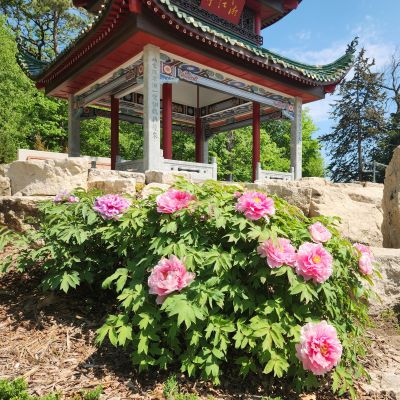 Flora summer 20250514_114101.2-web