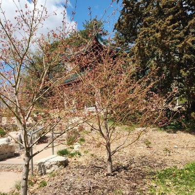 Mealey-Lohmann tree 20260429_124815 – web